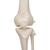 전신골격모형 Human Skeleton Model Stan - 3B Smart Anatomy, 1020171 [A10], 실물 크기 골격 모형 (Small)