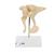 Gehörknöchelchen Modell, 20-fache Vergrößerung von Hammer, Amboss und Steigbügel, BONElike - 3B Smart Anatomy, 1009697 [A100], Einzelne Knochenmodelle (Small)