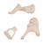 Human Ossicle Model, 20-times Maginified - 3B Smart Anatomy, 1012786 [A101], Microanatomy Models  (Small)