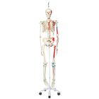 전신골격모형 (근육채색, 두정골스탠드 형)  Human Skeleton Model Max on Hanging Stand with Painted Muscle Origins & Inserts - 3B Smart Anatomy, 1020174 [A11/1], 실물 크기 골격 모형