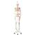人体骨架Max,显示肌肉，带吊挂金属架及5轮支架 - 3B Smart Anatomy, 1020174 [A11/1], 全副骨骼架模型 (Small)