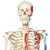 전신골격모형 (근육채색, 두정골스탠드 형)  Human Skeleton Model Max on Hanging Stand with Painted Muscle Origins & Inserts - 3B Smart Anatomy, 1020174 [A11/1], 실물 크기 골격 모형 (Small)