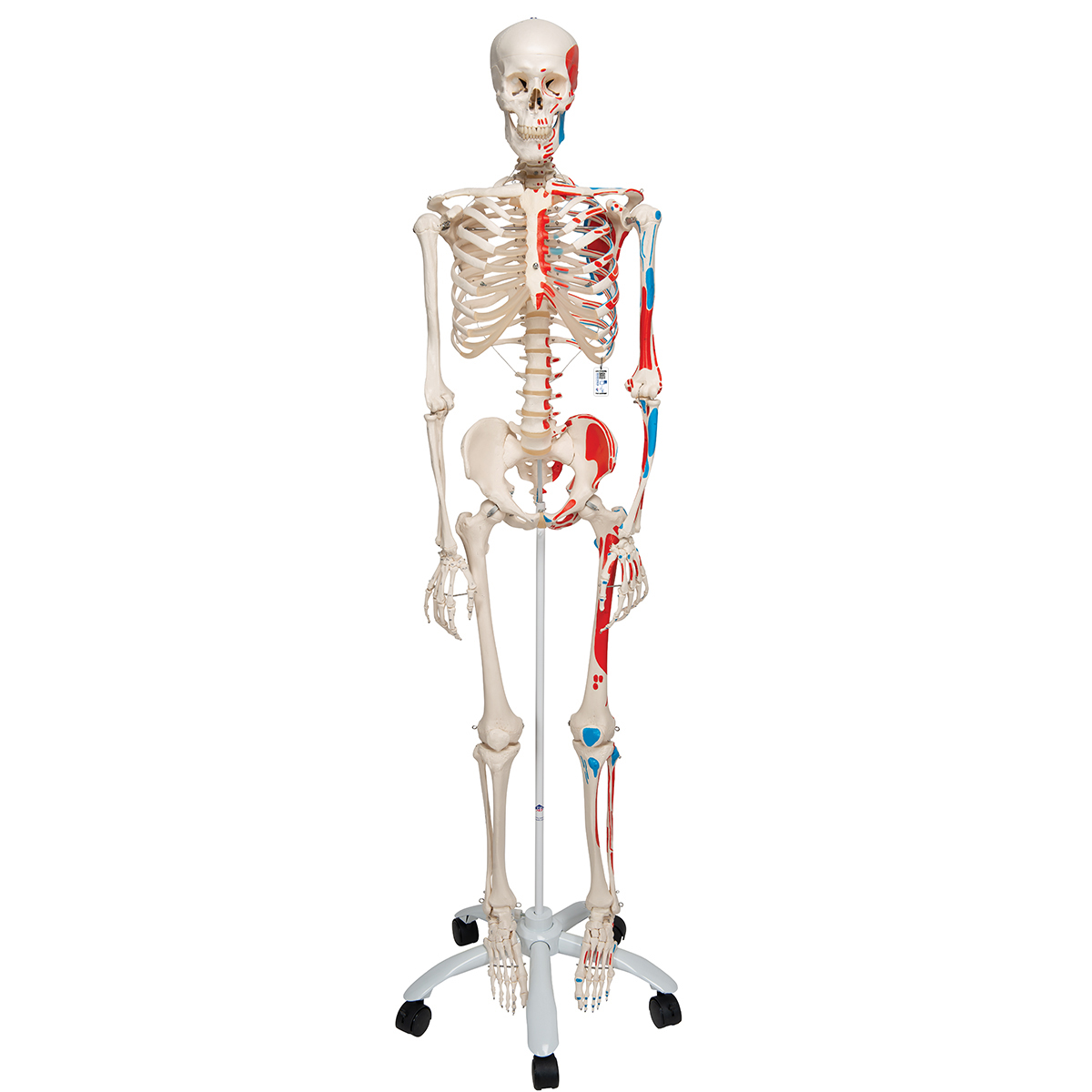 Le squelette humain - scène 3D - Enseignement et apprentissage numériques  Mozaik