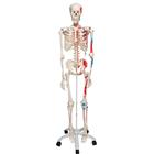 Menschliches Skelett Modell "Max", lebensgroß mit Muskeldarstellung, auf Metallstativ mit Rollen - 3B Smart Anatomy, 1020173 [A11], Skelette lebensgroß