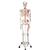 5 tekerlekli metal ayak üzerinde kasları gösteren İskelet Max A11 - 3B Smart Anatomy, 1020173 [A11], Iskelet Modelleri - Gerçek Boy (Small)