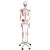 5 tekerlekli metal ayak üzerinde kasları gösteren İskelet Max A11 - 3B Smart Anatomy, 1020173 [A11], Iskelet Modelleri - Gerçek Boy (Small)