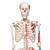 Esqueleto Max A11 com representação dos músculos, em suporte de metal com 5 rolos, 1020173 [A11], Modelo de esqueleto - tamanho natural (Small)