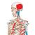 Human Skeleton Model Max with Painted Muscle Origins & Inserts - 3B Smart Anatomy, 1020173 [A11], Skeleton Models - Life size (Small)