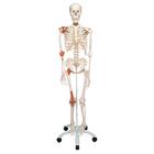 전신골격 모형 ‘레오’Human Skeleton Leo A12 joint ligaments, on a metal stand with 5 casters, 1020175 [A12], 실물 크기 골격 모형