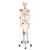 Squelette Leo A12 avec ligaments articulaires sur pied métallique à 5 roulettes - 3B Smart Anatomy, 1020175 [A12], Modèles de squelettes humains taille réelle (Small)