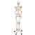 Esqueleto Leo A12 con tendones de las articulaciones y sobre pie metálico con 5 ruedas - 3B Smart Anatomy, 1020175 [A12], Modelos de Esqueletos - Tamaño real (Small)