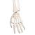 Human Skeleton Model Leo with Ligaments - 3B Smart Anatomy, 1020175 [A12], Skeleton Models - Life size (Small)