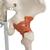 전신골격 모형 ‘레오’
Human Skeleton Leo A12 joint ligaments, on a metal stand with 5 casters, 1020175 [A12], 실물 크기 골격 모형 (Small)