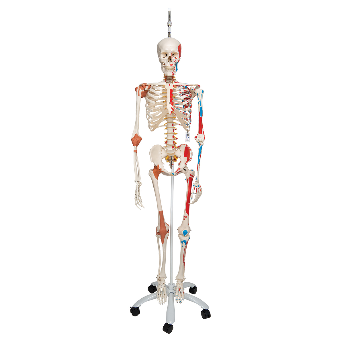 Life Size Foot Joint Anatomical Skeleton Model Human Medical Anatomy 