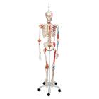 전신골격 모형 “Sam"
Skeleton Sam A13/1 - Luxury version on a metal hanging stand with 5 casters, 1020177 [A13/1], 실물 크기 골격 모형