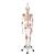 Human Skeleton Model Sam on Hanging Stand with Muscle & Ligaments - 3B Smart Anatomy, 1020177 [A13/1], Skeleton Models - Life size (Small)