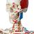 Human Skeleton Model Sam on Hanging Stand with Muscle & Ligaments - 3B Smart Anatomy, 1020177 [A13/1], Skeleton Models - Life size (Small)