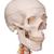 Squelette Sam A13/1 en version luxe suspendu sur pied métallique à 5 roulettes - 3B Smart Anatomy, 1020177 [A13/1], Modèles de squelettes humains taille réelle (Small)