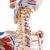 Модель скелета «Sam» класса «люкс», подвешиваемая на 5-рожковой роликовой стойке - 3B Smart Anatomy, 1020177 [A13/1], Модели скелета человека (Small)