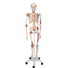 Menschliches Skelett Modell "Sam", lebensgroß mit über 600 nummerierten Details, Muskeldarstellung, flexible Wirbelsäule & Gelenkbändern, auf Metallstativ mit Rollen - 3B Smart Anatomy, 1020176 [A13], Skelette lebensgroß