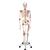 Esqueleto Sam A13, versión de lujo, montado sobre pie metálico de 5 ruedas. - 3B Smart Anatomy, 1020176 [A13], Modelos de Esqueletos - Tamaño real (Small)