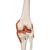 전신골격 모형 “Sam"
Human Skeleton Model "Sam" with Muscles & Ligaments - 3B Smart Anatomy, 1020176 [A13], 실물 크기 골격 모형 (Small)