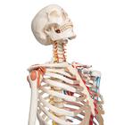 Human Skeleton Model "Sam" with Muscles & Ligaments, 1020176 [A13], Skeleton Models - Life size (Small)