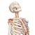 Squelette Sam A13 en version luxe sur pied métallique à 5 roulettes - 3B Smart Anatomy, 1020176 [A13], Modèles de squelettes humains taille réelle (Small)