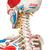 Menschliches Skelett Modell "Sam", lebensgroß mit Muskeldarstellung, flexible Wirbelsäule & Gelenkbändern, auf Metallstativ mit Rollen - 3B Smart Anatomy, 1020176 [A13], Skelette lebensgroß (Small)