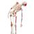 Squelette Sam A13 en version luxe sur pied métallique à 5 roulettes - 3B Smart Anatomy, 1020176 [A13], Modèles de squelettes humains taille réelle (Small)