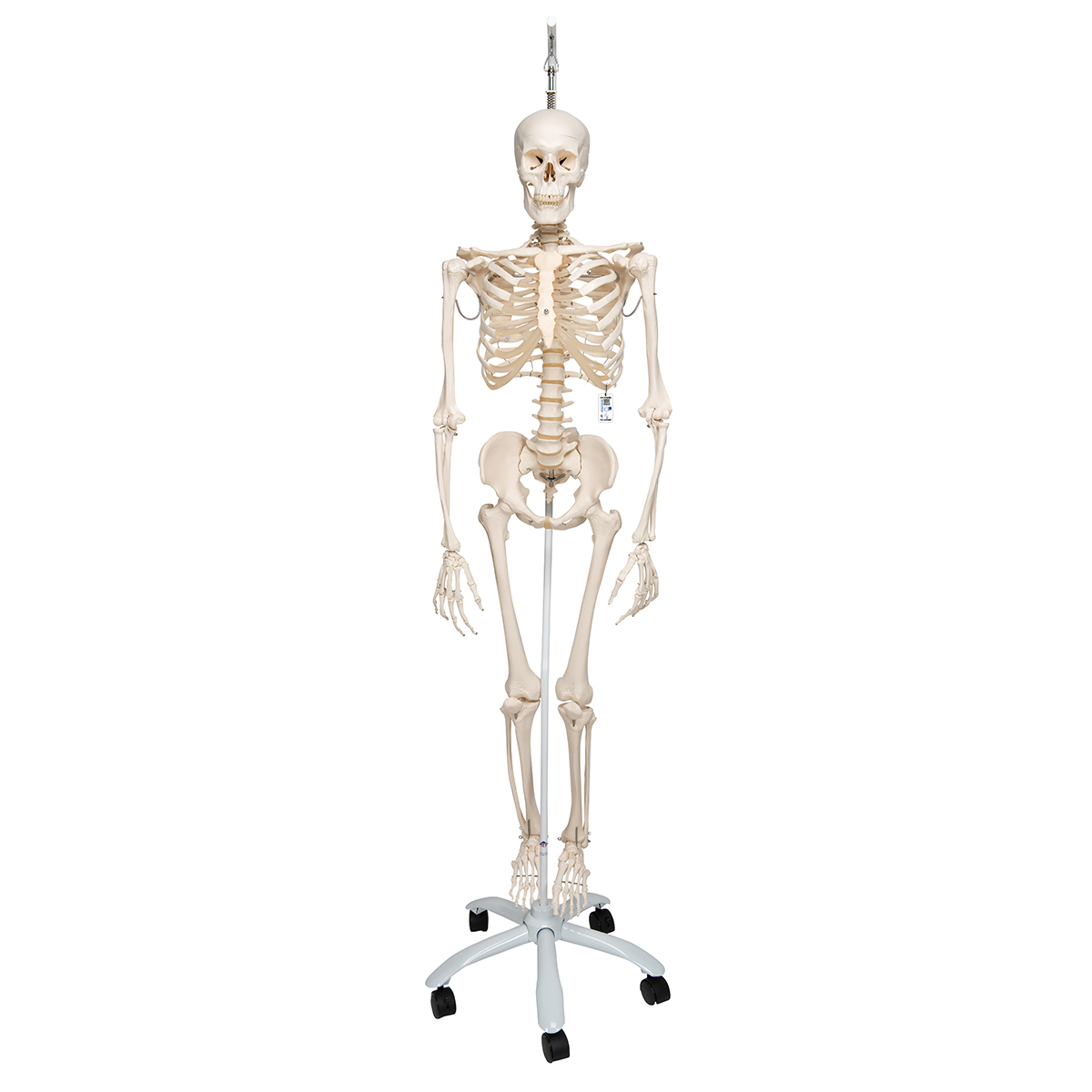 NSRW Human Skeleton - Drawing. Public domain image. - PICRYL - Public  Domain Media Search Engine Public Domain Search