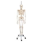 Squelette Phil A15/3, le squelette physiologique sur pied d'accrochage métallique avec 5 roulettes - 3B Smart Anatomy, 1020179 [A15/3], Modèles de squelettes humains taille réelle