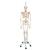 İskelet Phil A15/3, 5 tekerlekli metal askılı stand üzerinde fizyolojik iskelet - 3B Smart Anatomy, 1020179 [A15/3], Iskelet Modelleri - Gerçek Boy (Small)