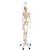 İskelet Phil A15/3, 5 tekerlekli metal askılı stand üzerinde fizyolojik iskelet - 3B Smart Anatomy, 1020179 [A15/3], Iskelet Modelleri - Gerçek Boy (Small)