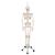 Физиологическая модель скелета «Phil», подвешиваемая на роликовой стойке - 3B Smart Anatomy, 1020179 [A15/3], Модели скелета человека (Small)