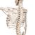 "Phil" A15/3, a fiziológiai csontváz, 5-ágű függeszthető állvánnyal, 1020179 [A15/3], Életnagyságú csontváz modellek (Small)
