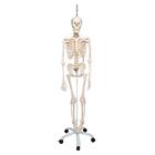 Функциональная модель скелета «Frank», подвешиваемая на роликовой стойке - 3B Smart Anatomy, 1020180 [A15/3S], Модели скелета человека