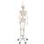 Squelette Feldi A15/3S, le squelette fonctionnel sur pied d'accrochage métallique avec 5 roulettes - 3B Smart Anatomy, 1020180 [A15/3S], Modèles de squelettes humains taille réelle (Small)