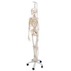 Functional & Physiological Human Skeleton Model Frank on Hanging Stand, 1020180 [A15/3S], Skeleton Models - Life size (Small)