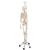전신골격모형 “Feldi"
Skeleton Feldi A15/3S, the functional skeleton on a metal hanging stand with 5 casters, 1020180 [A15/3S], 실물 크기 골격 모형 (Small)
