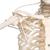 İskelet Feldi A15/3S, 5 tekerlekli metal askılı stand üzerinde fonksiyonel iskelet - 3B Smart Anatomy, 1020180 [A15/3S], Iskelet Modelleri - Gerçek Boy (Small)