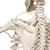 Squelette Feldi A15/3S, le squelette fonctionnel sur pied d'accrochage métallique avec 5 roulettes - 3B Smart Anatomy, 1020180 [A15/3S], Modèles de squelettes humains taille réelle (Small)