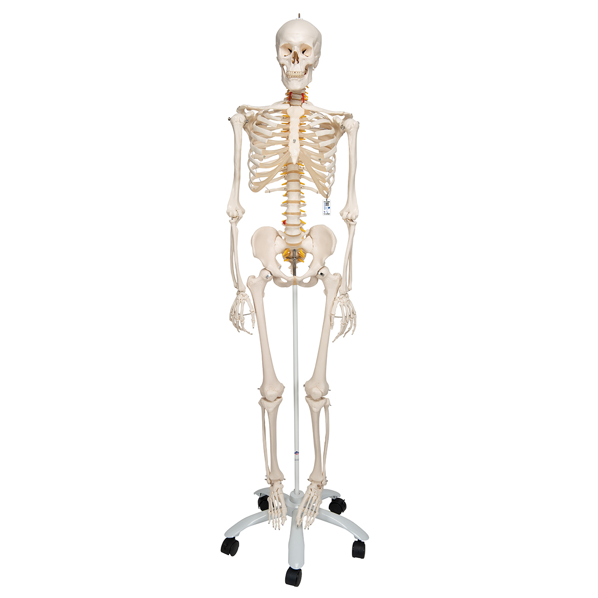 Esqueleto Fred A15, o esqueleto flexível em suporte de metal com 5 rolos -  1020178 - A15 - Modelo de esqueleto - tamanho natural - 3B Scientific