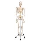 Squelette Fred A15, le squelette souple sur pied métallique avec 5 roulettes - 3B Smart Anatomy, 1020178 [A15], Modèles de squelettes humains taille réelle