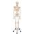Esqueleto Fred A15, el esqueleto flexible sobre pie metálico con 5 ruedas. - 3B Smart Anatomy, 1020178 [A15], Modelos de Esqueletos - Tamaño real (Small)