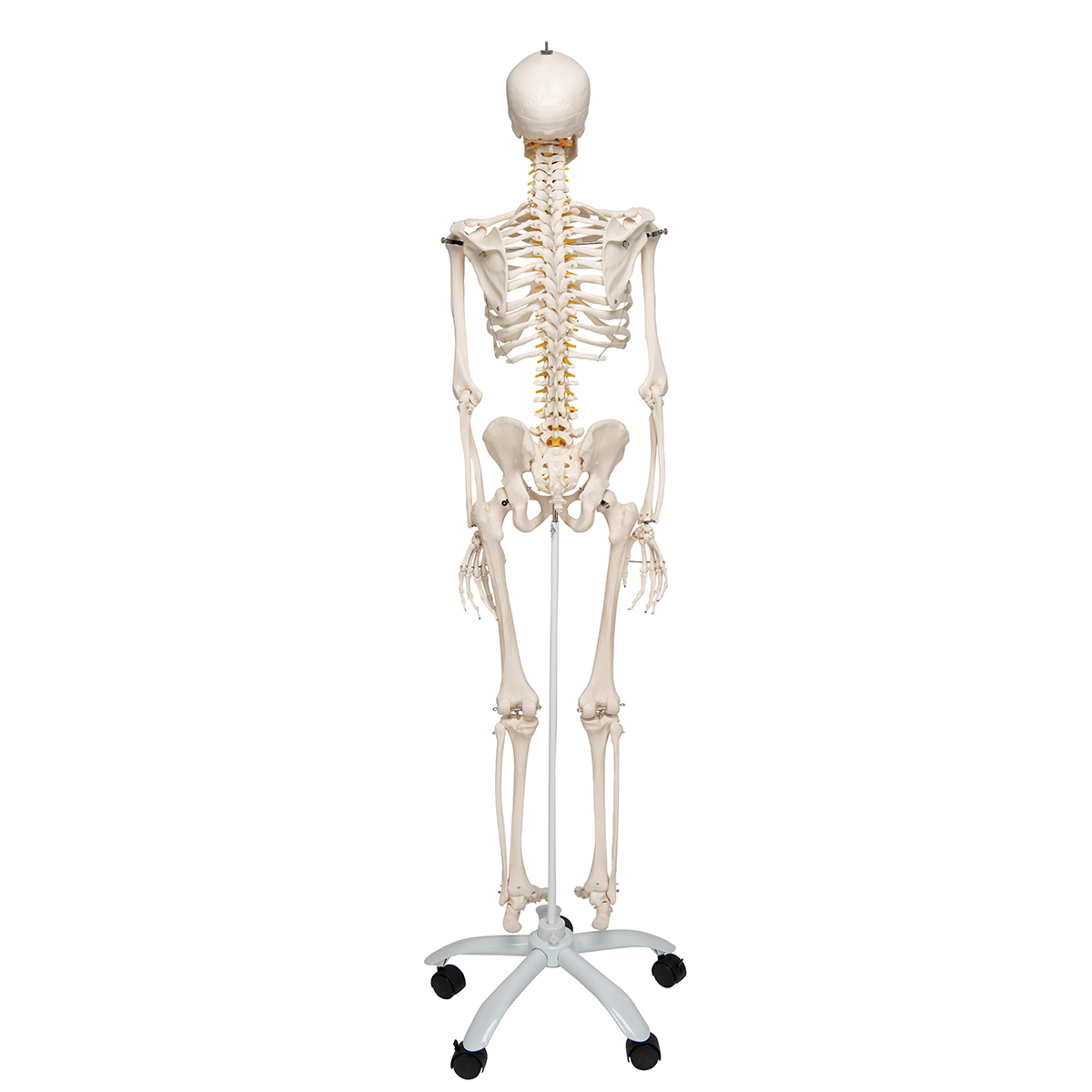 Scheletro anatomico modello scheletro umano da 45cm con supporto, parti  rimovibili e mobili per l'insegnamento e lo studio dell'anatomia -  AliExpress