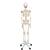 İskelet Fred A15, 5 tekerlekli metal ayak üzerindeki esnek iskelet - 3B Smart Anatomy, 1020178 [A15], Iskelet Modelleri - Gerçek Boy (Small)