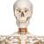 유연한 인체 골격 모형 "Fred", 유연하며 손발이 와이어로 고정됨
Skeleton Fred A15, the flexible skeleton on a metal stand with 5 casters, 1020178 [A15], 실물 크기 골격 모형 (Small)