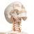 Squelette Fred A15, le squelette souple sur pied métallique avec 5 roulettes - 3B Smart Anatomy, 1020178 [A15], Modèles de squelettes humains taille réelle (Small)
