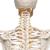 "Fred" A15 csontváz, rugalmas csontváz, 5-ágú fém állvánnyal, 1020178 [A15], Életnagyságú csontváz modellek (Small)